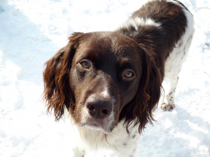 Bram