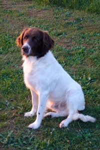 Joep