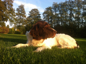 joep
