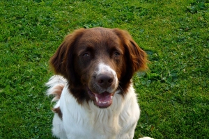 joep