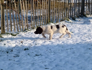 Joni, Drentsche Patrijshond, pups