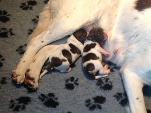 puppy