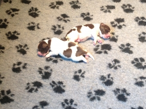 puppy