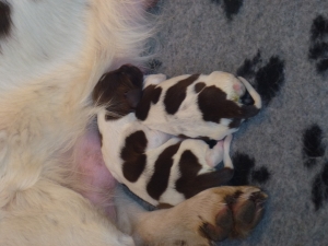 puppy