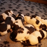 Drentsche Patrijshond puppy