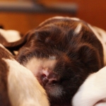 Drentsche Patrijshond puppy