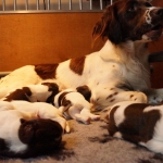 Drentsche Patrijshond puppy