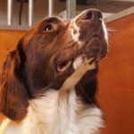 Drentsche Patrijshond puppy