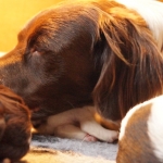 Drentsche Patrijshond puppy