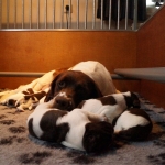 Drentsche Patrijshond puppy
