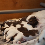 Drentsche Patrijshond puppy