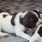Drentsche Patrijshond puppy