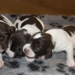 Drentsche Patrijshond puppy