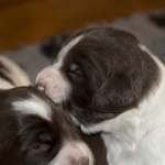 Drentsche Patrijshond puppy