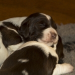 Drentsche Patrijshond puppy