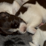 Drentsche Patrijshond puppy