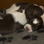 Drentsche Patrijshond puppy