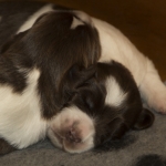 Drentsche Patrijshond puppy