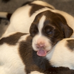 Drentsche Patrijshond puppy