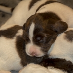 Drentsche Patrijshond puppy