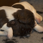Drentsche Patrijshond puppy