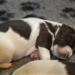 Drentsche Patrijshond puppy