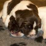 Drentsche Patrijshond puppy