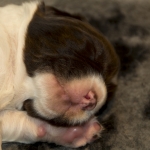 Drentsche Patrijshond puppy