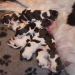 puppies puppys