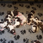 puppies puppys