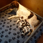 puppies puppys