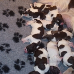 puppys puppies