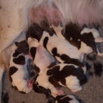 puppy's