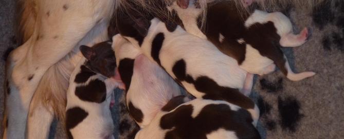 puppy's