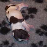 puppies puppys