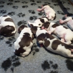 puppies puppys