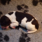 puppies puppys