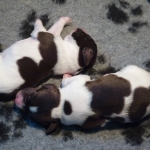 puppy's