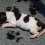 Puppy's