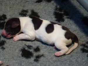 Puppy's