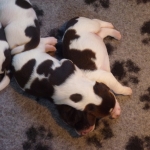 Drentsche Patrijshond puppy