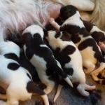 Drentsche Patrijshond puppy