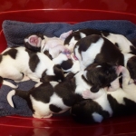 Drentsche Patrijshond puppy