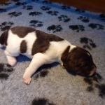 Drentsche Patrijshond puppy