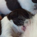 Drentsche Patrijshond puppy