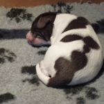 Drentsche Patrijshond puppy