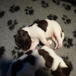 Drentsche Patrijshond puppy