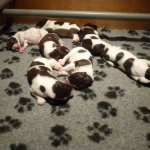 Drentsche Patrijshond puppy