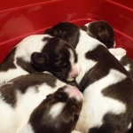 Drentsche Patrijshond puppy