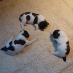 Drentsche Patrijshond puppy